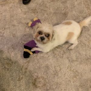 Meet your Posher, Patty